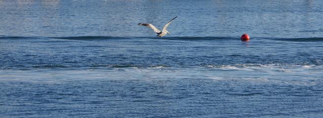 A California brown pelican flying over the calm blue ocean water with a red buoy in a harbor