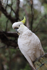 white cockatoo parrot