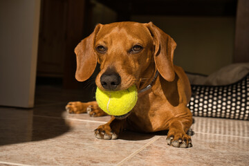 Beautiful purebred dachshund dog, also called a dachshund, Viennese dog, or sausage dog, playing...