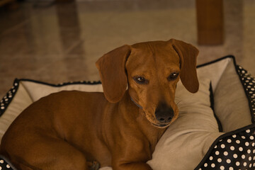 Beautiful purebred dachshund dog, also called dachshund, Viennese dog or sausage dog, on a dog bed looking at the camera