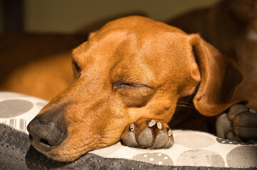 beautiful dog of the dachshund breed, also called teckel, Viennese dog or sausage dog, napping on...