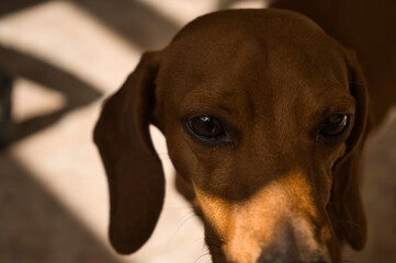 Beautiful purebred dachshund dog, also called teckel, Viennese dog or sausage dog, on a dog bed...