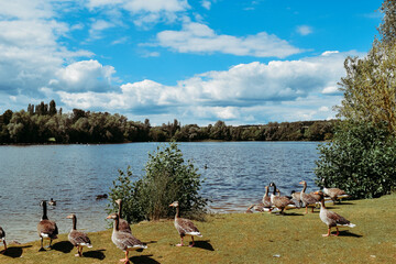 ducks on the lake