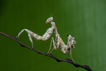 praying mantis on tree
