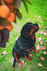 Beautiful domestic pet sitting under the persimmon tree in autumn garden, adorable puppy looking in distance. Amazing autumn landscape and cute pet relaxing among the autumn leaves on nature
