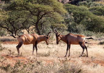 Sparring  Red Hartebees in Mokala National Park, Kimberley, South Africa