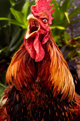 crowing of the rooster