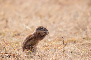 Naklejka na ściany i meble Ground squirrel in Mokala National Park, Kimberley, South Africa