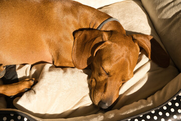 Beautiful purebred dachshund dog, also called a teckel, Viennese dog, or sausage dog, napping on a dog bed. Dog