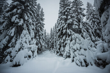 snow covered trees