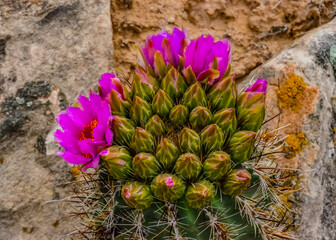 Pink flowers cacti of Sclerocactus parviflorus, east Utah