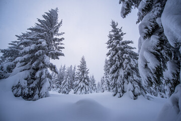 snow covered pine trees