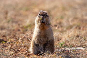 Ground squirrel in Mokala National Park, Kimberley, South Africa