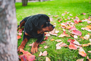 Rottweiler puppy lying among the fallen colorful autumn leaves in the garden, adorable watchdog...