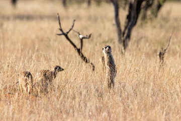 Colony of meerkats in Mokala National Park, Kimberley, South Africa