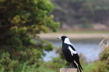 crow on the ground