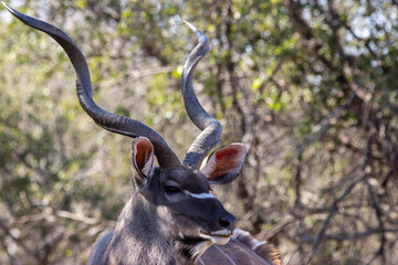 Kudu bull in Mokala National Park, Kimberley, South Africa