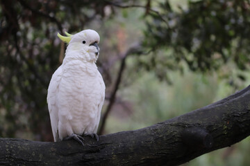 african grey parrot