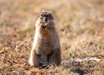 Ground squirrel in Mokala National Park, Kimberley, South Africa