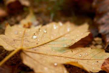 autumn leaf with drops of water