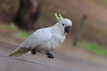 white dove on a branch