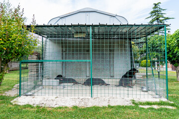Sad abandoned dogs closed in iron net, neglected puppies need home and protection. Animal shelter,...