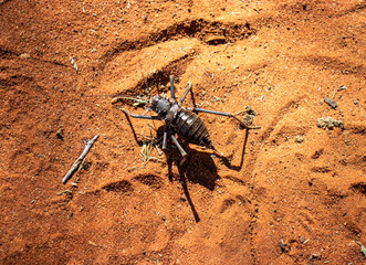 Armored Cricket in Mokala National Park, Kimberley, South Africa