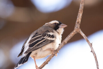White-Browed Sparrow-weaver  in Mokala National Park, Kimberley, South Africa