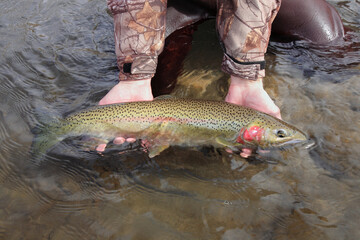 closeup person releasing a wild-caught steelhead trout in river showing hands and fish only