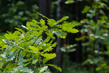 Fresh and green Common oak, Quercus robur leaves in Estonian boreal forest, Northern Europe. 