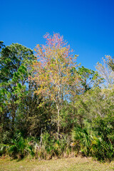 Colorful spring tree leaf in Florida	