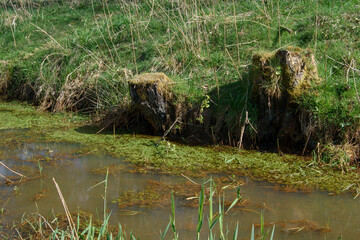 Graben oder Bach fließt durch eine Wiese. An der Uferböschung stehen mit Moos bewachsene Baumstümpfe.