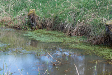 Graben oder Bach fließt durch eine Wiese. An der Uferböschung stehen mit Moos bewachsene...