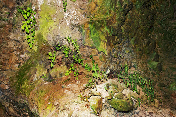 Maidenhair fern, lichen, moss, algae, and fungus growing on the rocks inside a dark and humid cave.