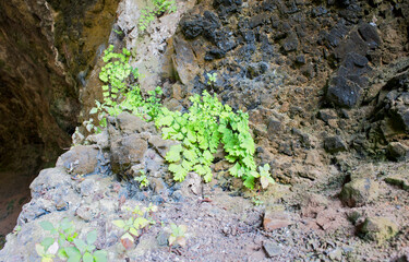 Obraz premium Maidenhair fern, lichen, moss, algae, and fungus growing on the rocks inside a dark and humid cave.