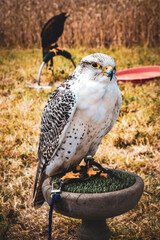 bird of prey