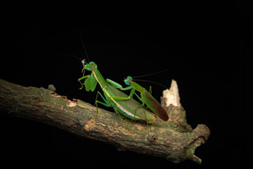 green praying mantis