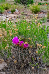 Pink flowers cacti of Sclerocactus parviflorus, east Utah