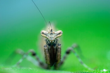 spider on a leaf