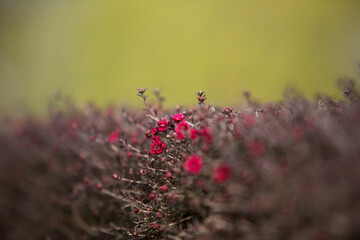 close-up of pink blossoms on a 