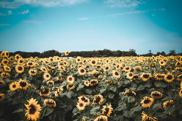 sunflowers in the field