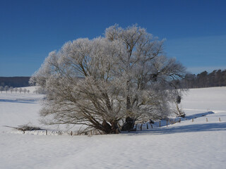 freistehender alter Baum in verschneiter Landschaft