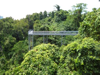 Fototapeta na wymiar Brücke im Dschungel 