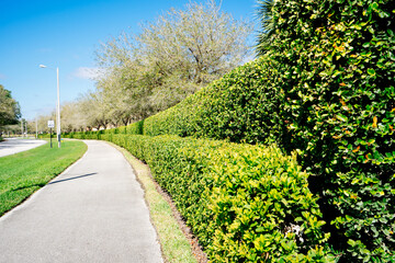 Green Ivy wall of a Florida community	