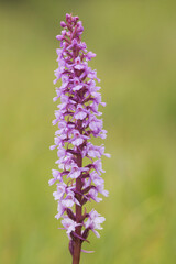 Wild flower Fragrant orchid, Gymnadenia conopsea blooming on a meadow in Estonia, Northern Europe. 