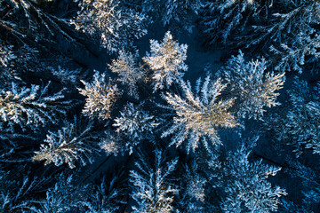 Aerial shot of a Spruce forest covered with snow during a cold sunrise in Estonia, Northern Europe. 