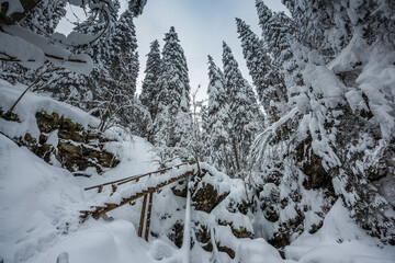 snow covered trees in the mountains