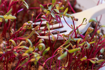 A plastic container with beet sprouts. between the beet sprouts is a fork. Concept: vegetable garden on the windowsill.