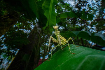 spider on a leaf