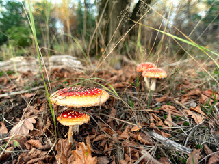 toadstools among the grass in the forest